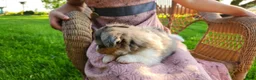 Chihuahua dogs for sale: Kamden - Ad 3