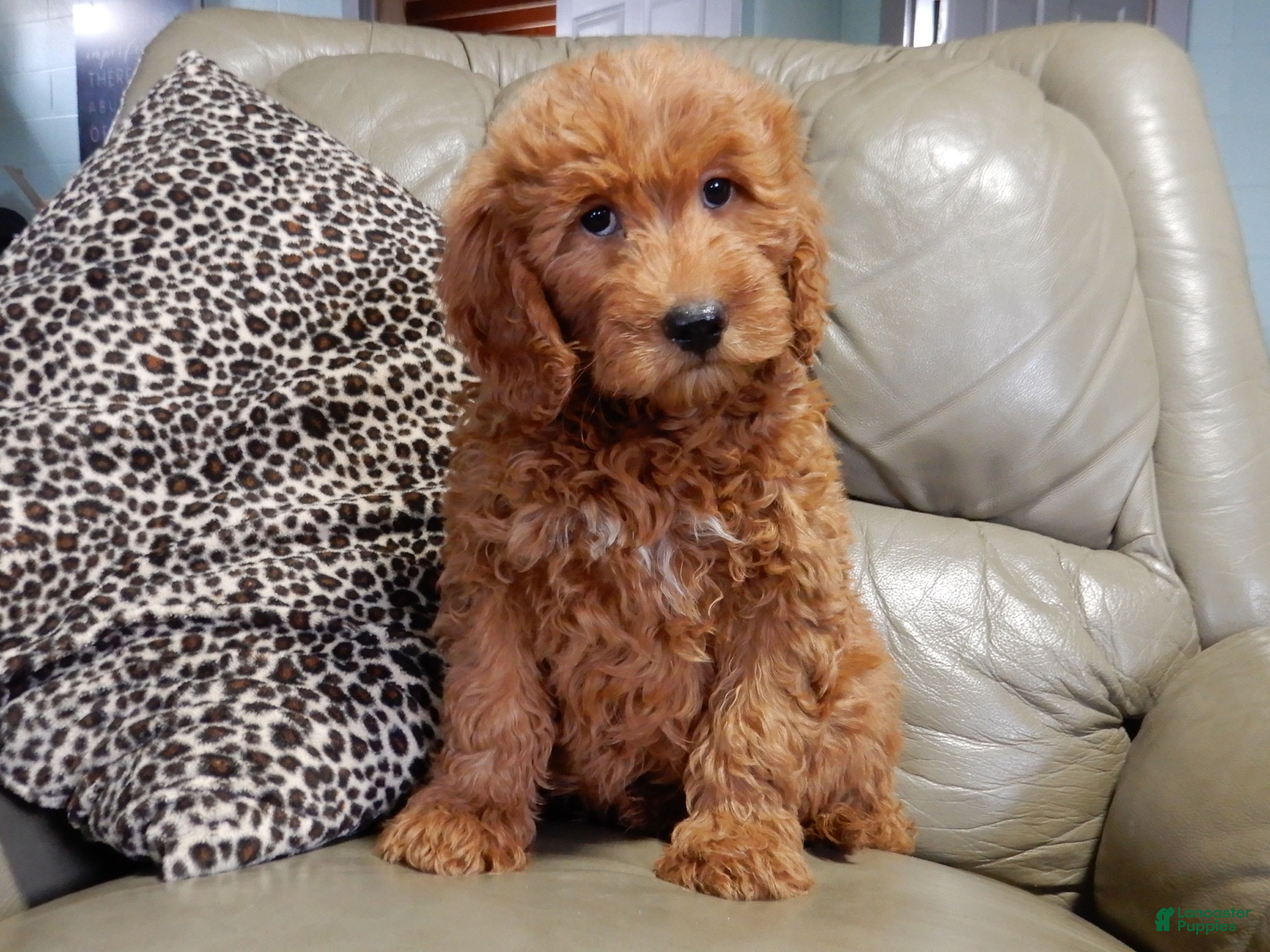 Mini Goldendoodle dogs Evan - Ad 2
