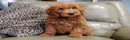 Mini Goldendoodle dogs for sale: Evan - Ad 2