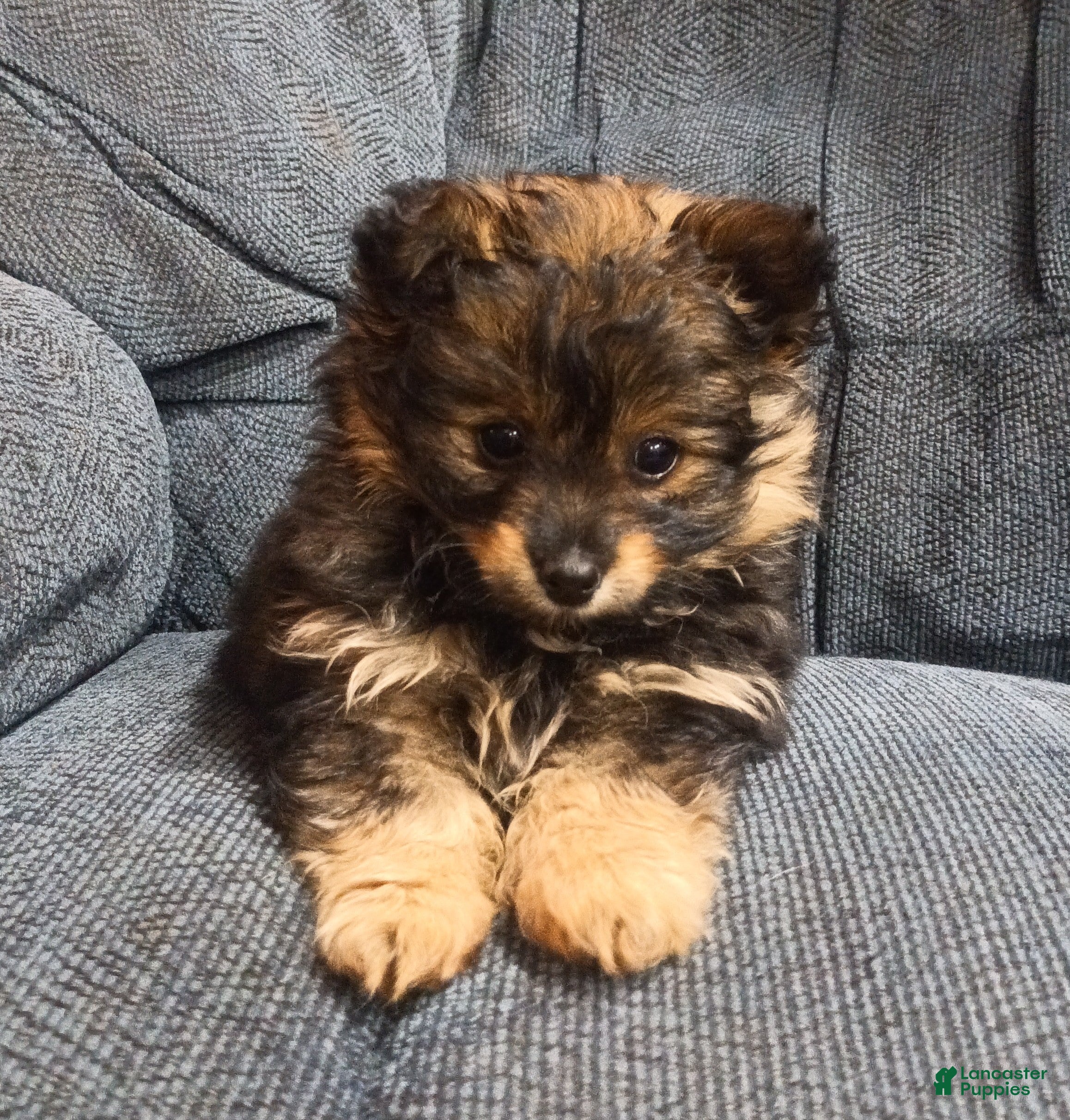 Pomapoo dogs Mocha - Ad 1