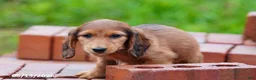 Miniature Dachshund dogs for sale: Dixie - Ad 5