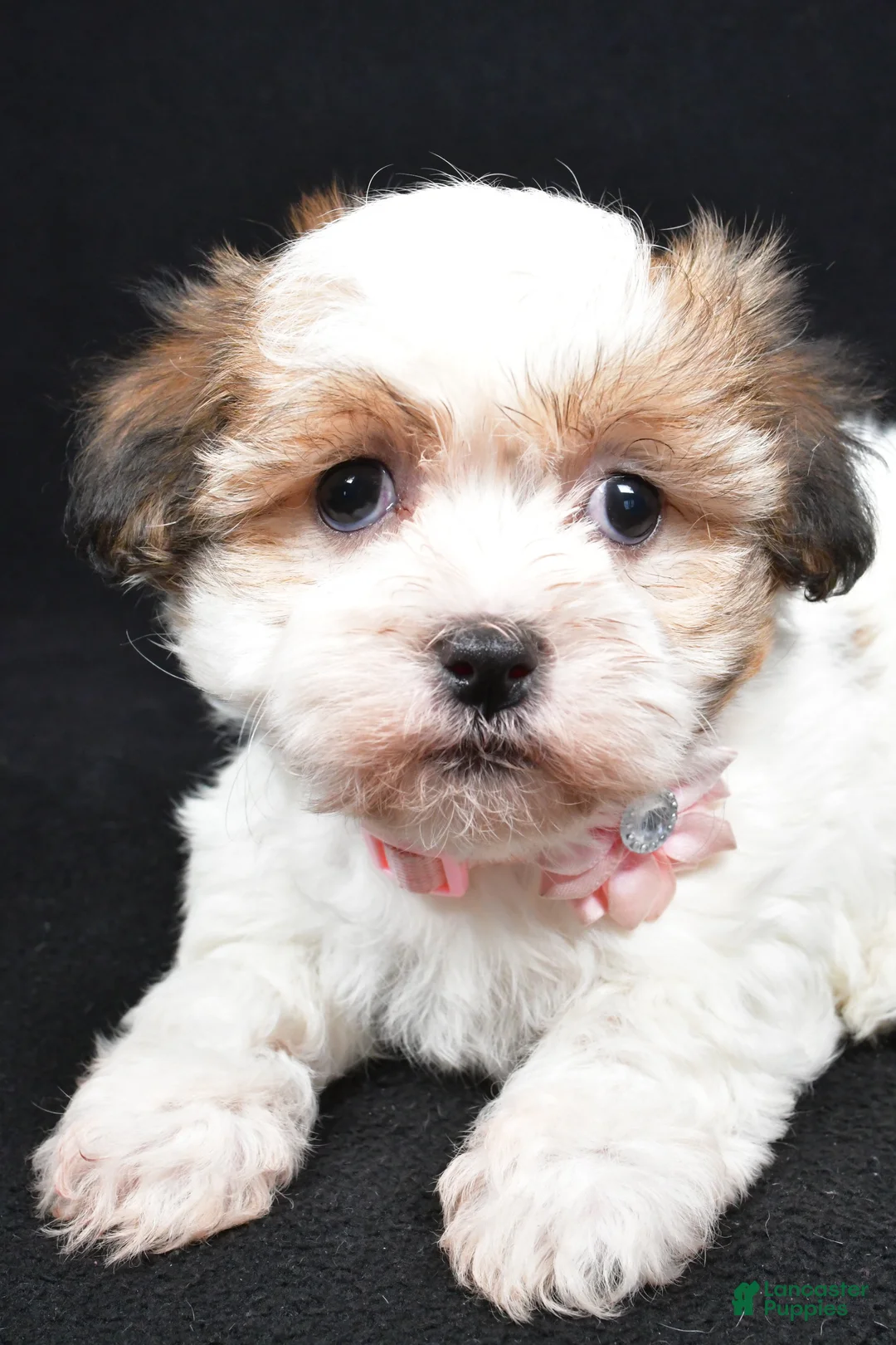 Havanese dogs for sale: Lori - Ad 5