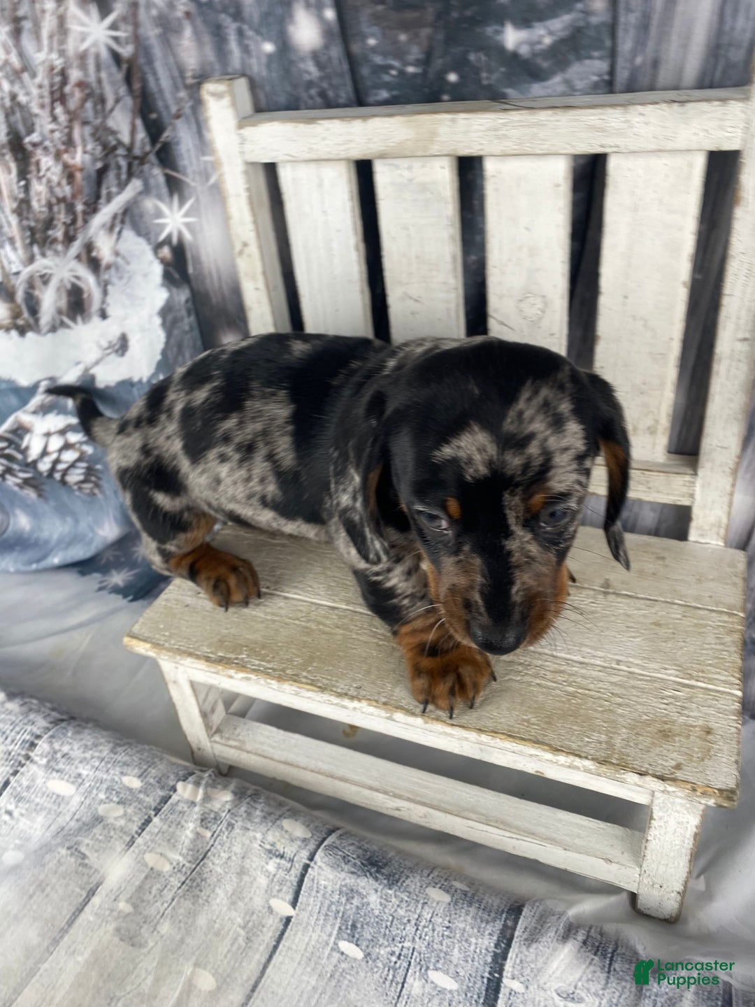 Miniature Dachshund dogs for sale: Clyde - Ad 8