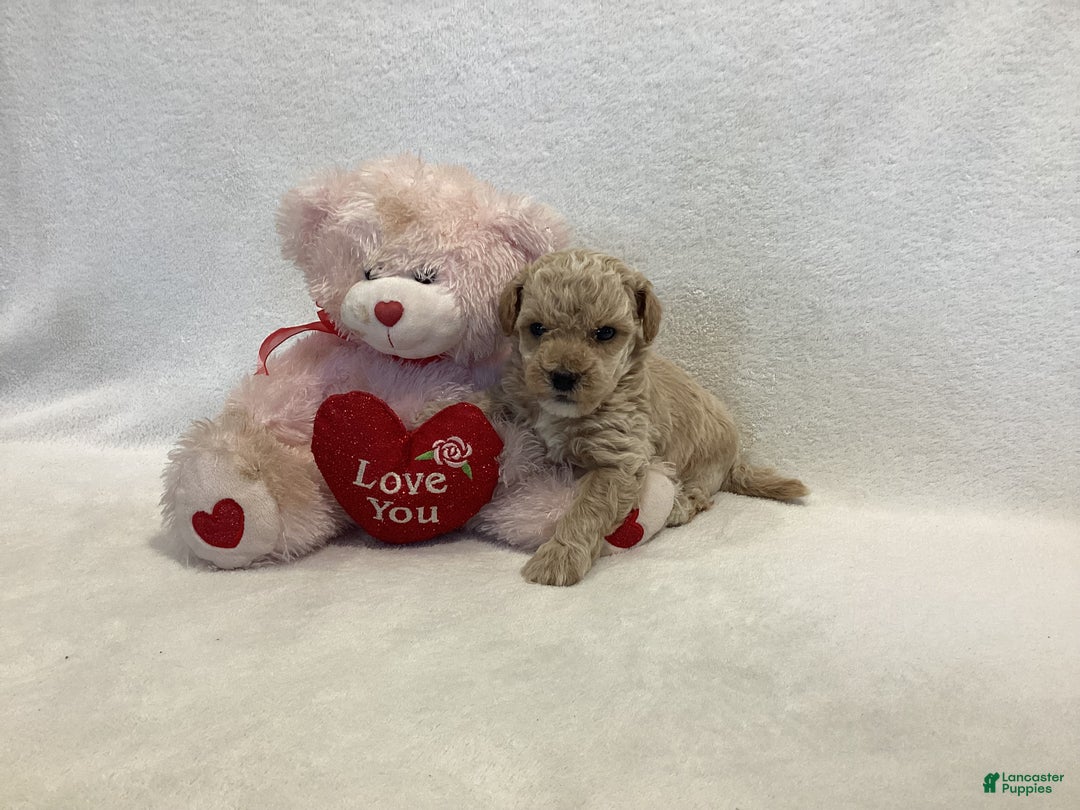 Maltipoo dogs for sale: Cody - Ad 3