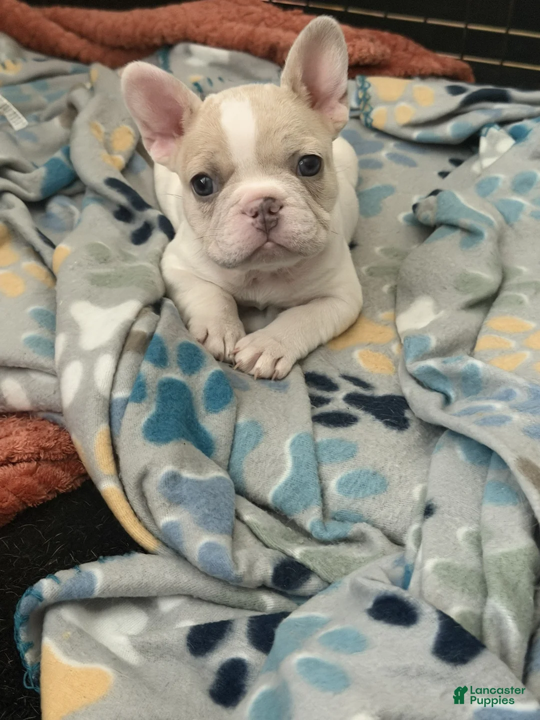 French Bulldog dogs for sale: Theo - Ad 1