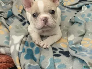 French Bulldog dogs Theo - Ad 14