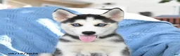 Siberian Husky dogs for sale: Bubbles - Ad 3