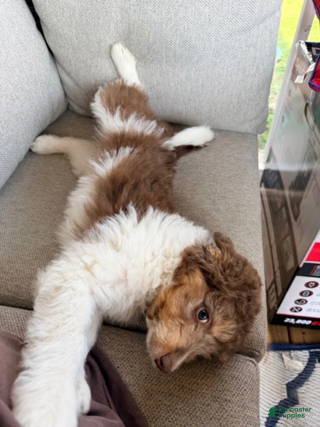 Mixed Breed dogs for sale: Bruno - Ad 2