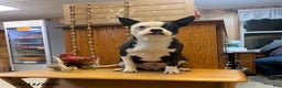 Boston Terrier dogs for sale: Buster - Ad 1
