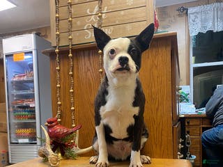 Boston Terrier dogs Buster - Ad 37