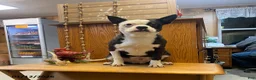 Boston Terrier dogs for sale: Buster - Ad 1
