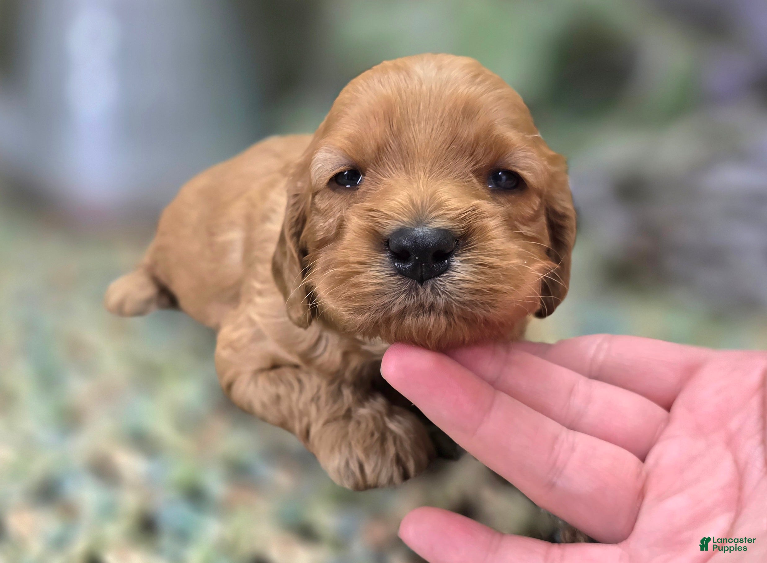 Cockapoo dogs Rana - Ad 15