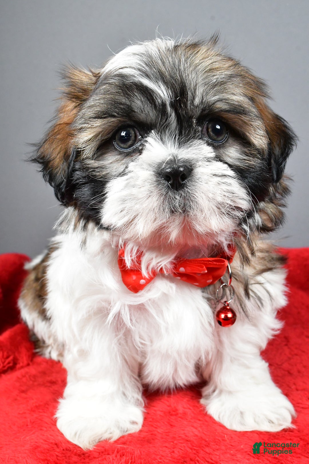 Shih Tzu dogs for sale: Bob - Ad 7