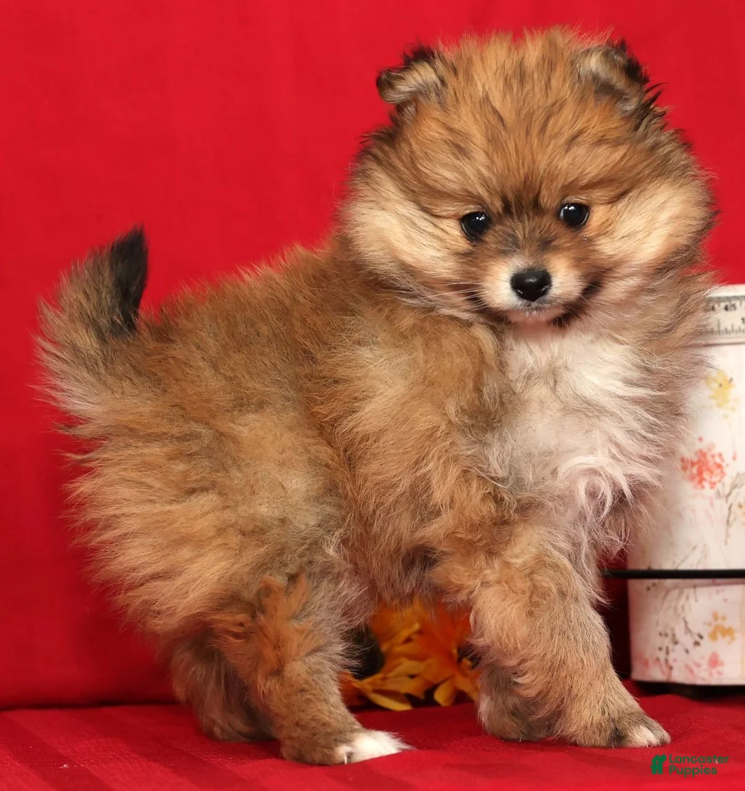 Pomeranian dogs for sale: Daisy - Ad 8