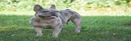 French Bulldog dogs for sale: Ponderosa - Ad 3