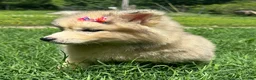 Siberian Husky dogs for sale: ROMANiA - Ad 10