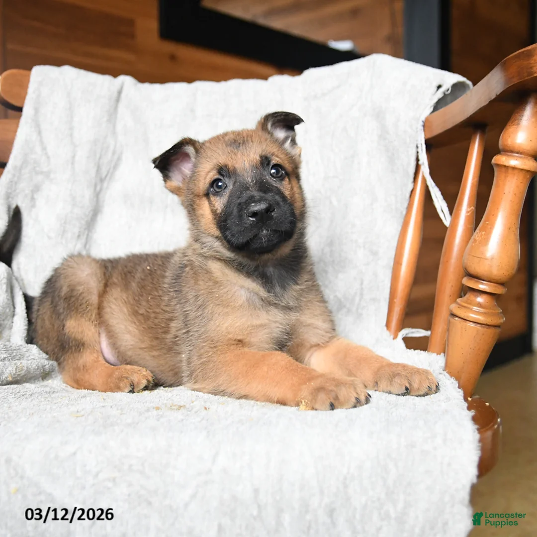 Mixed Breed dogs for sale: Thunder - Ad 3
