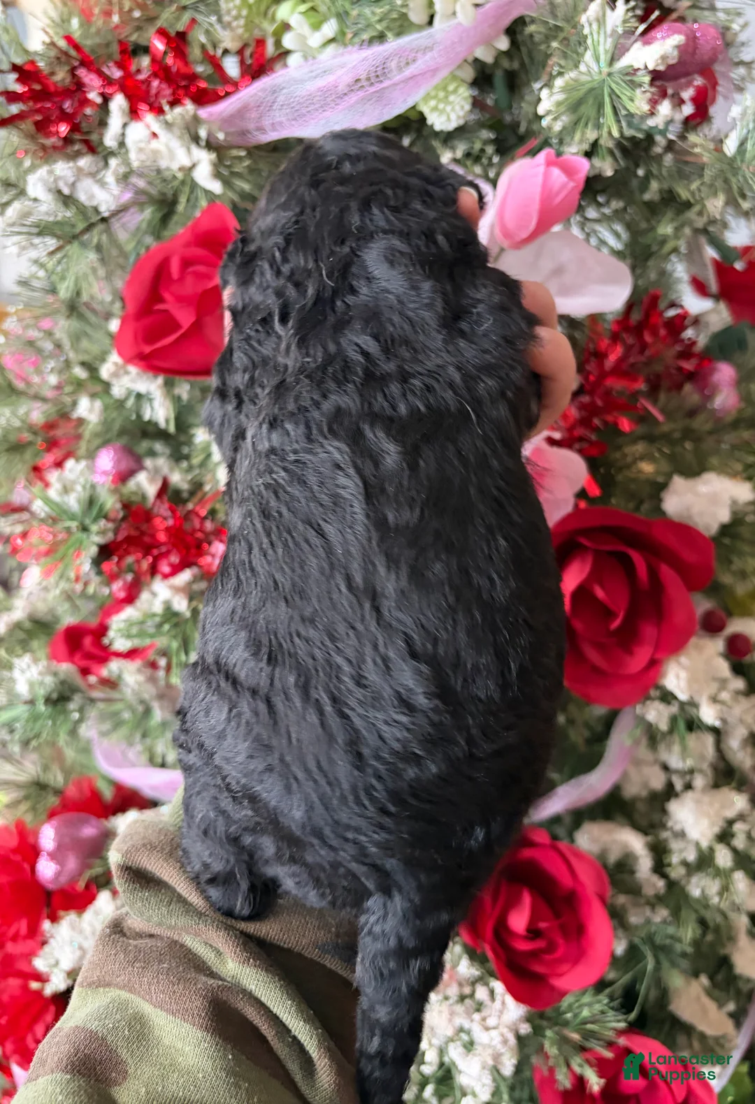 Goldendoodle dogs for sale: Goldendoodle Puppy 4 - Ad 2