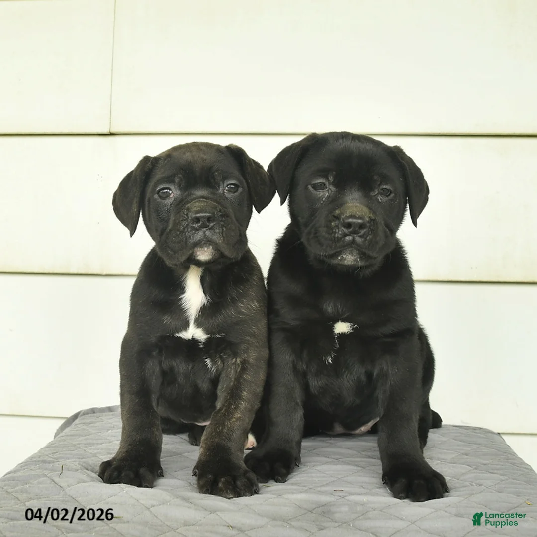 Cane Corso dogs for sale: Max  - Ad 3
