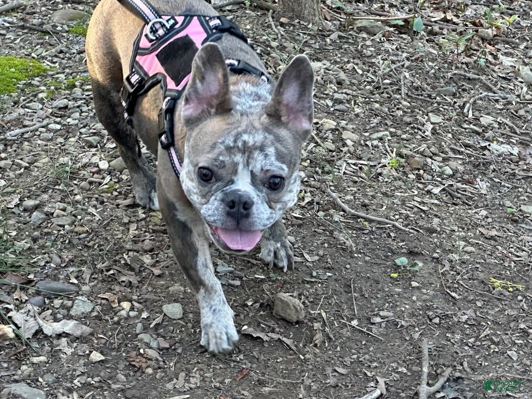 French Bulldog dogs for sale: Bento - Ad 5