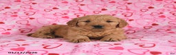 Goldendoodle dogs for sale: Blade - Ad 4