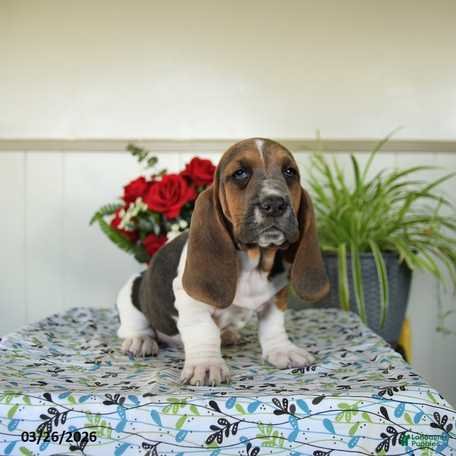 Basset Hound dogs Eleanor - Ad 2