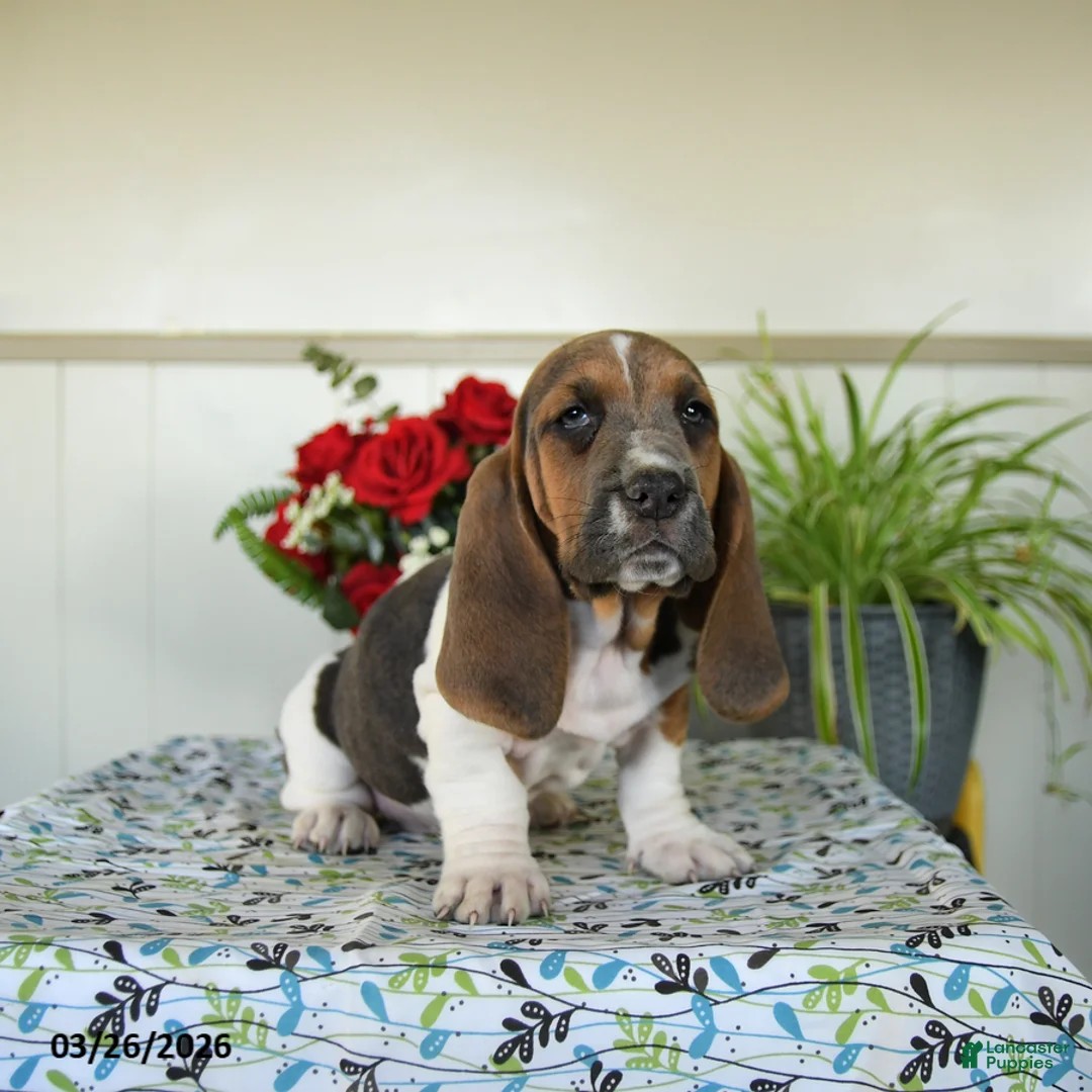 Basset Hound dogs for sale: Eleanor - Ad 2
