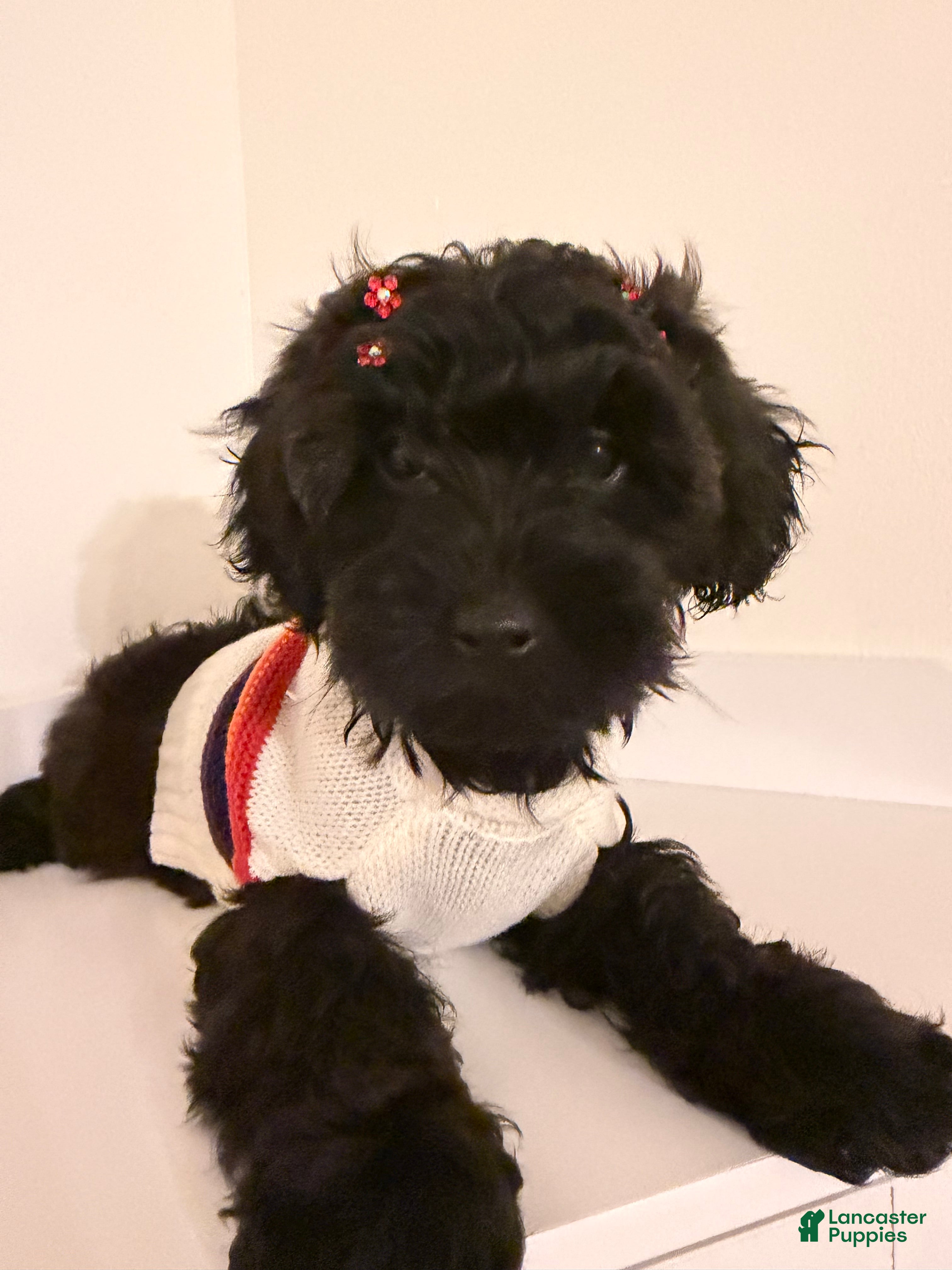Yorkiepoo dogs for sale: Demi - Ad 1
