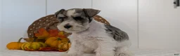Miniature Schnauzer dogs for sale: Zion - Ad 7