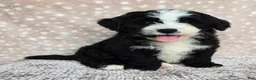 Mini Bernedoodle dogs for sale: Mini Clover - Ad 4