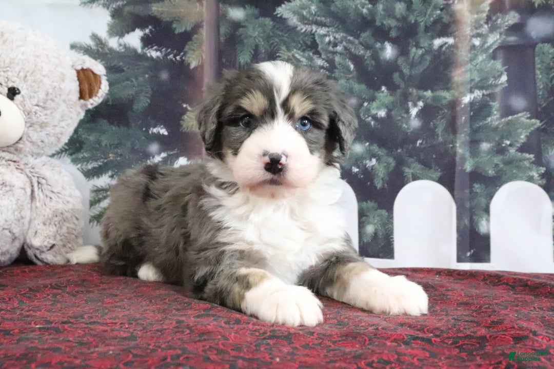 Mini Bernedoodle dogs for sale: Tony - Ad 2