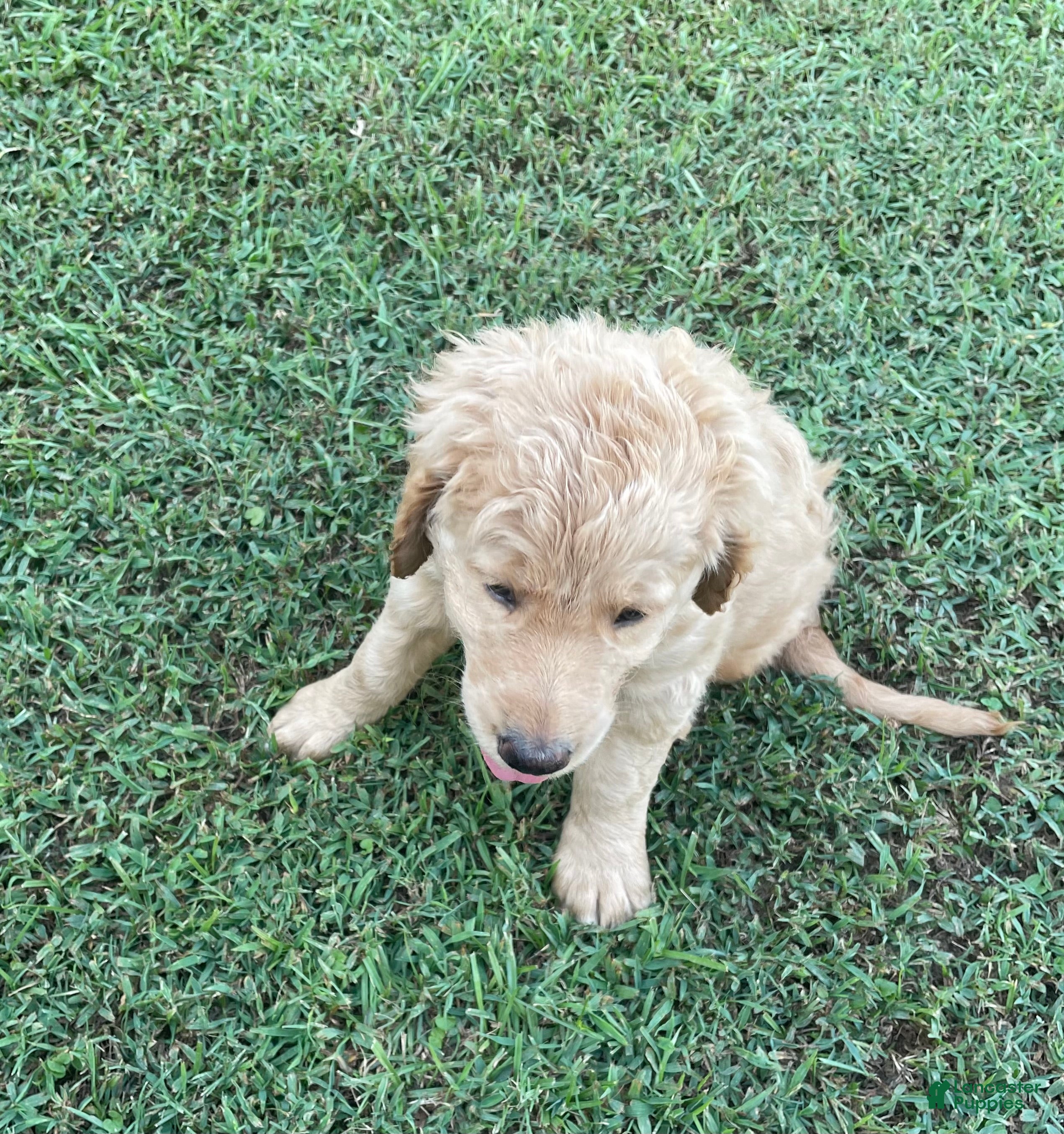 Goldendoodle dogs Goldendoodle 3 - Ad 3