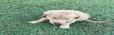 Goldendoodle 3