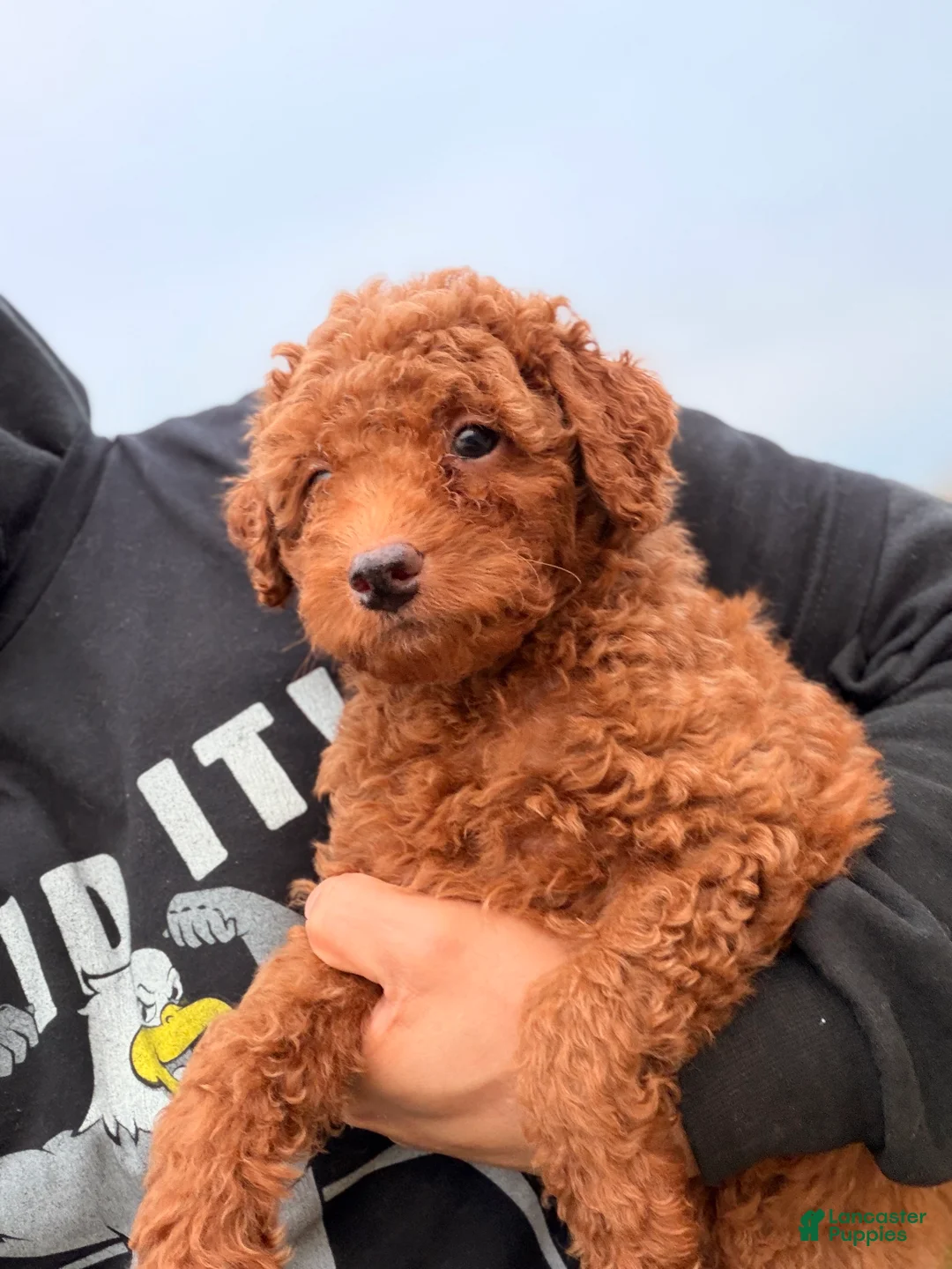 Mini Goldendoodle dogs for sale: Autumn  - Ad 3