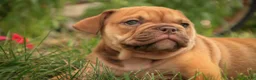 English Bulldog dogs for sale: Titus English Bulldog  - Ad 6