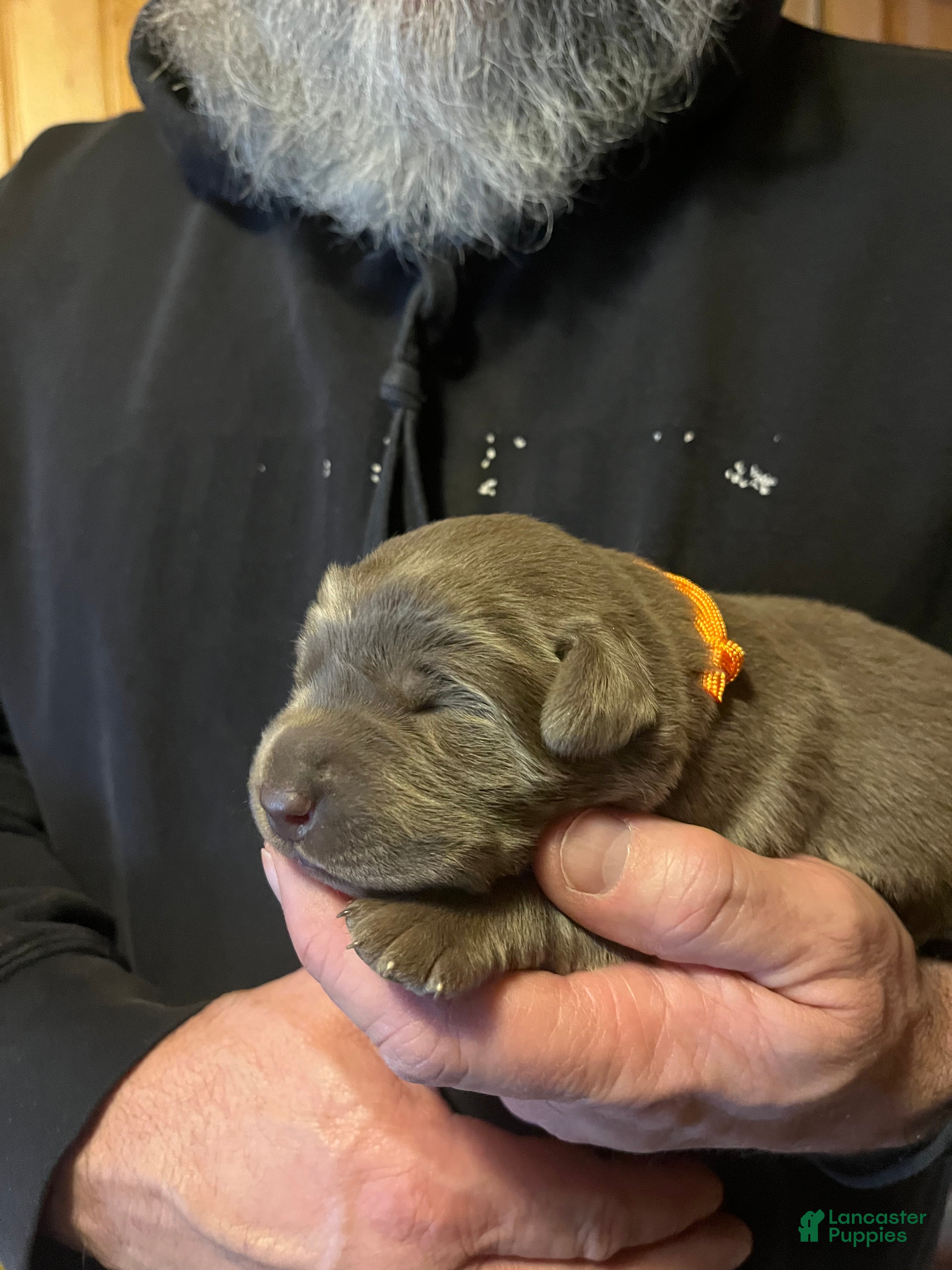 Labrador Retriever dogs Labrador Retriever Puppy 4 - Ad 2