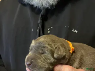 Labrador Retriever dogs Labrador Retriever Puppy 4 - Ad 3