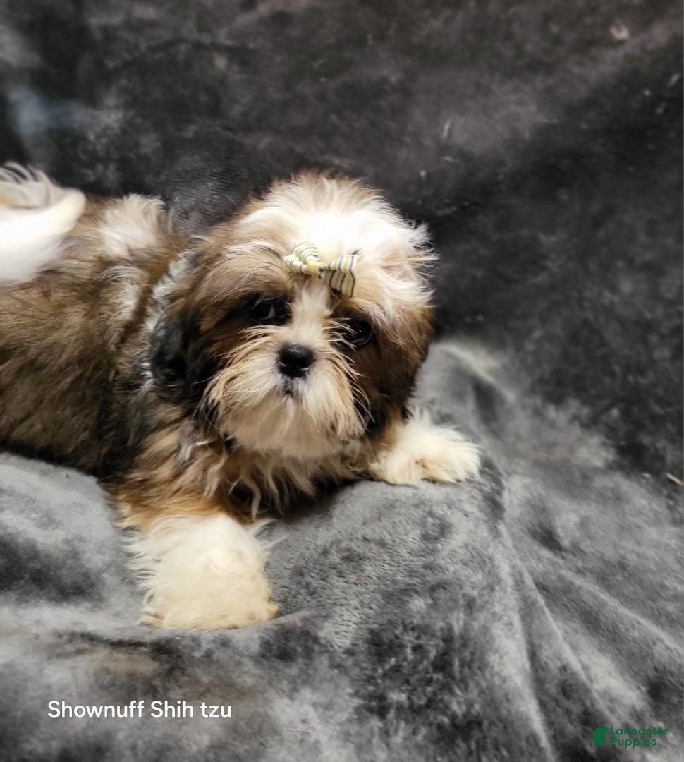 Shihpoo dogs Boy #2 - Ad 42