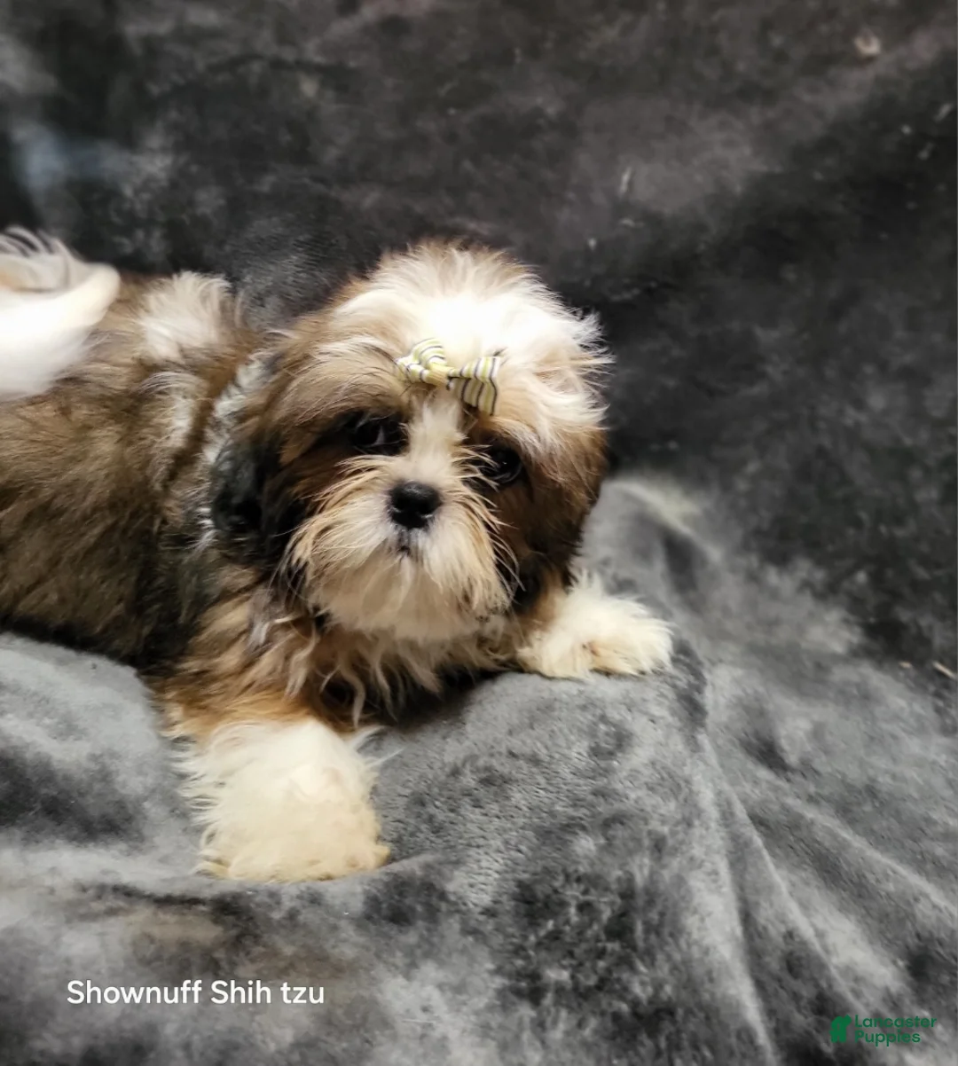 Shihpoo dogs for sale: Boy #2 - Ad 1
