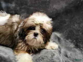 Shihpoo dogs Boy #2 - Ad 42