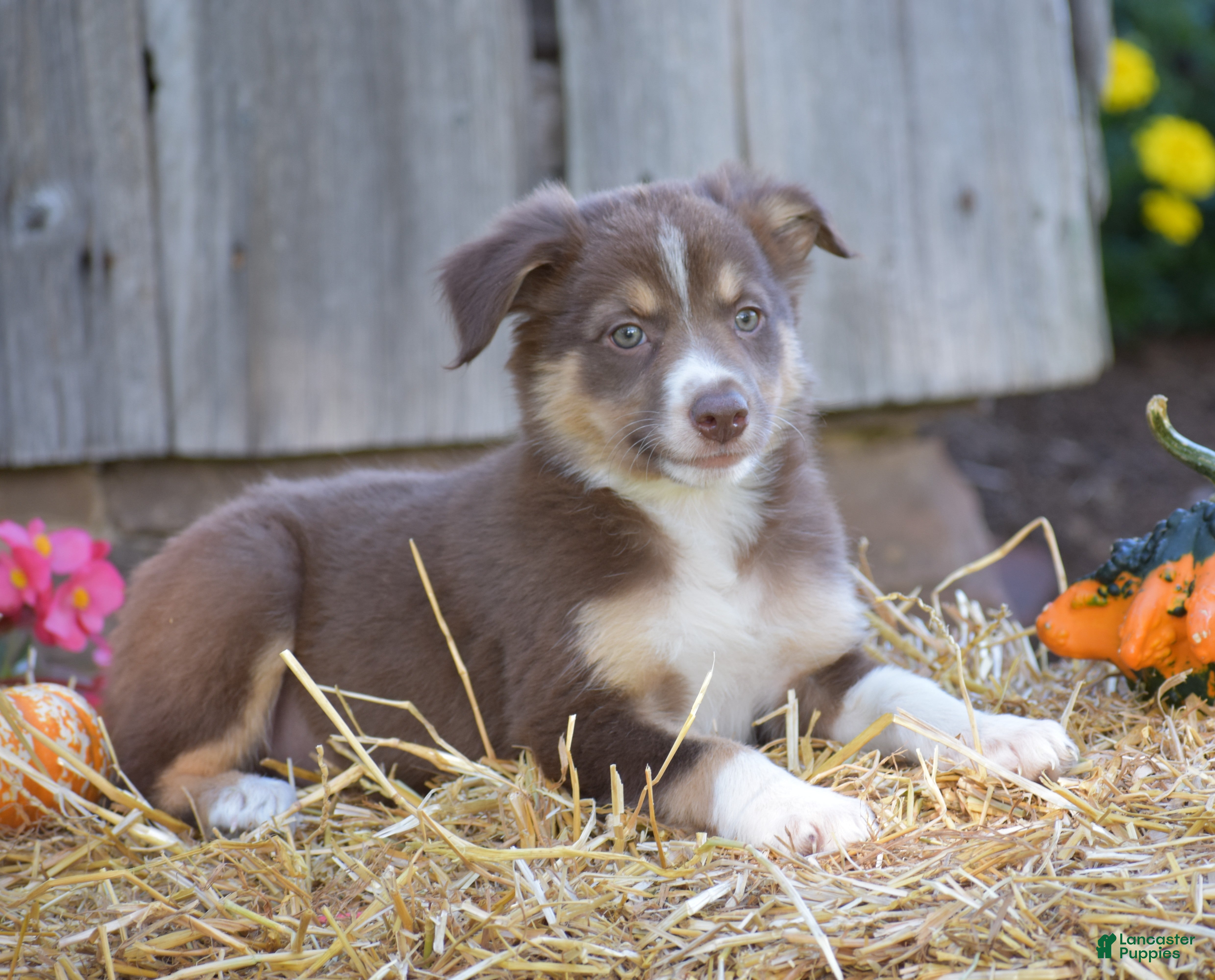 Border Collie dogs Tricky - Ad 1