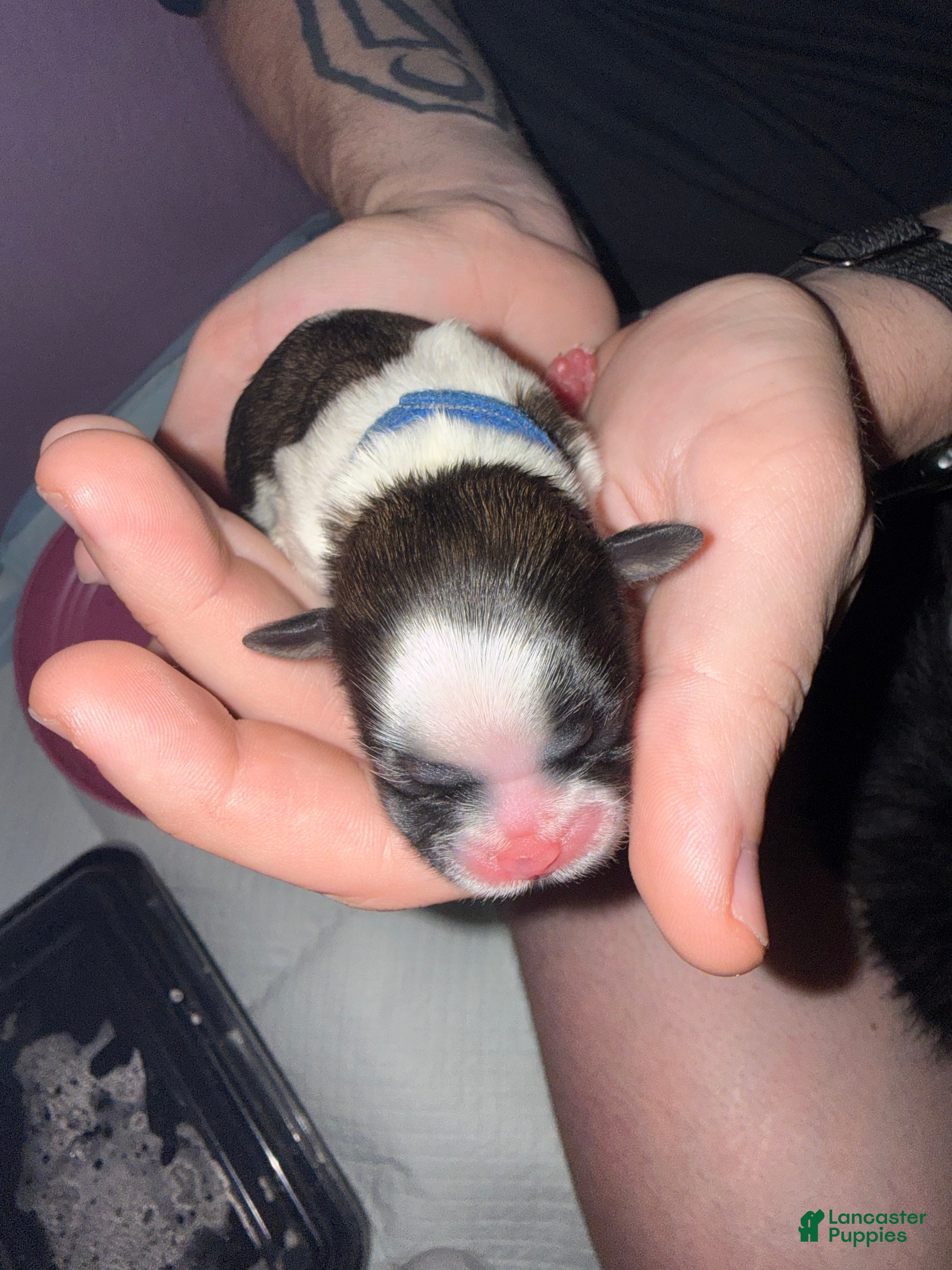 Shih Tzu dogs for sale: Shih Tzu 1 - Ad 4