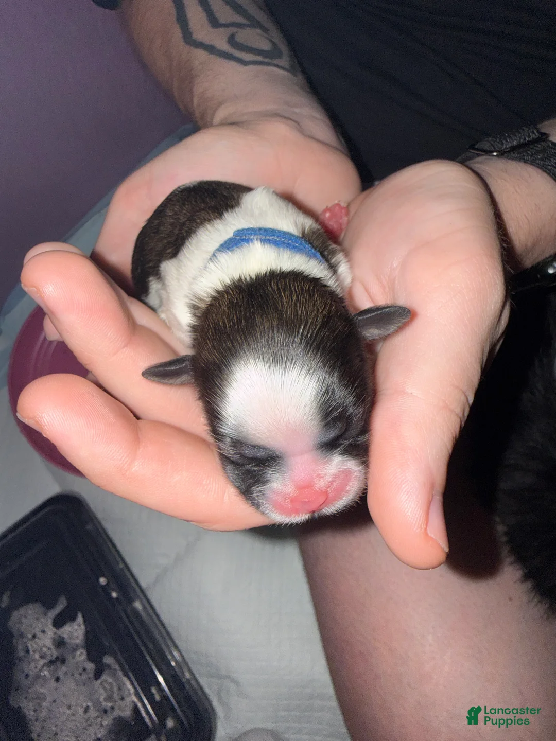 Shih Tzu dogs for sale: Shih Tzu 1 - Ad 1