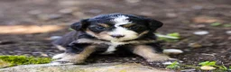 Bernedoodle dogs for sale: Crew Bernedoodle Puppy  - Ad 2