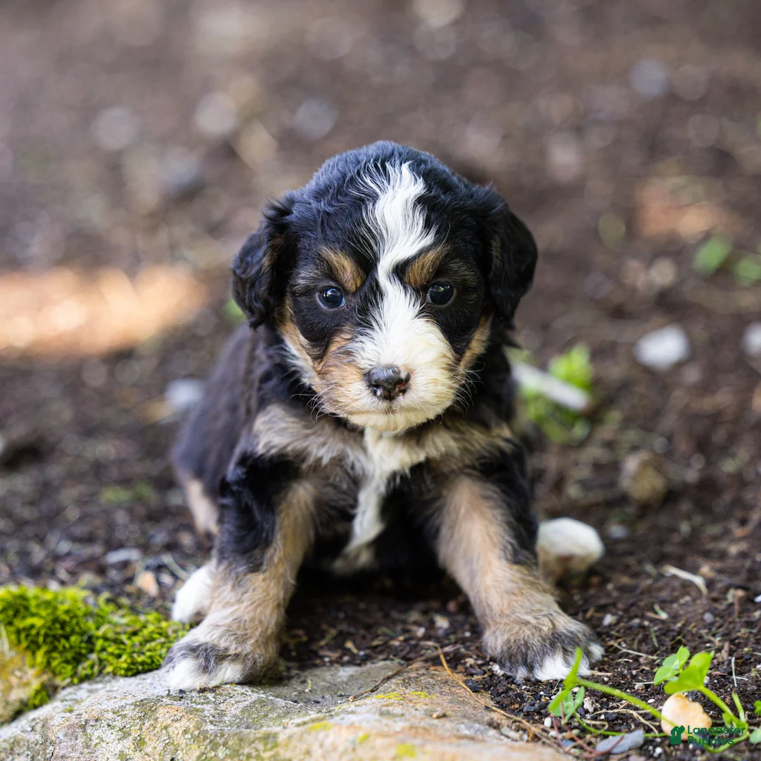 Bernedoodle dogs for sale: Crew Bernedoodle Puppy  - Ad 2
