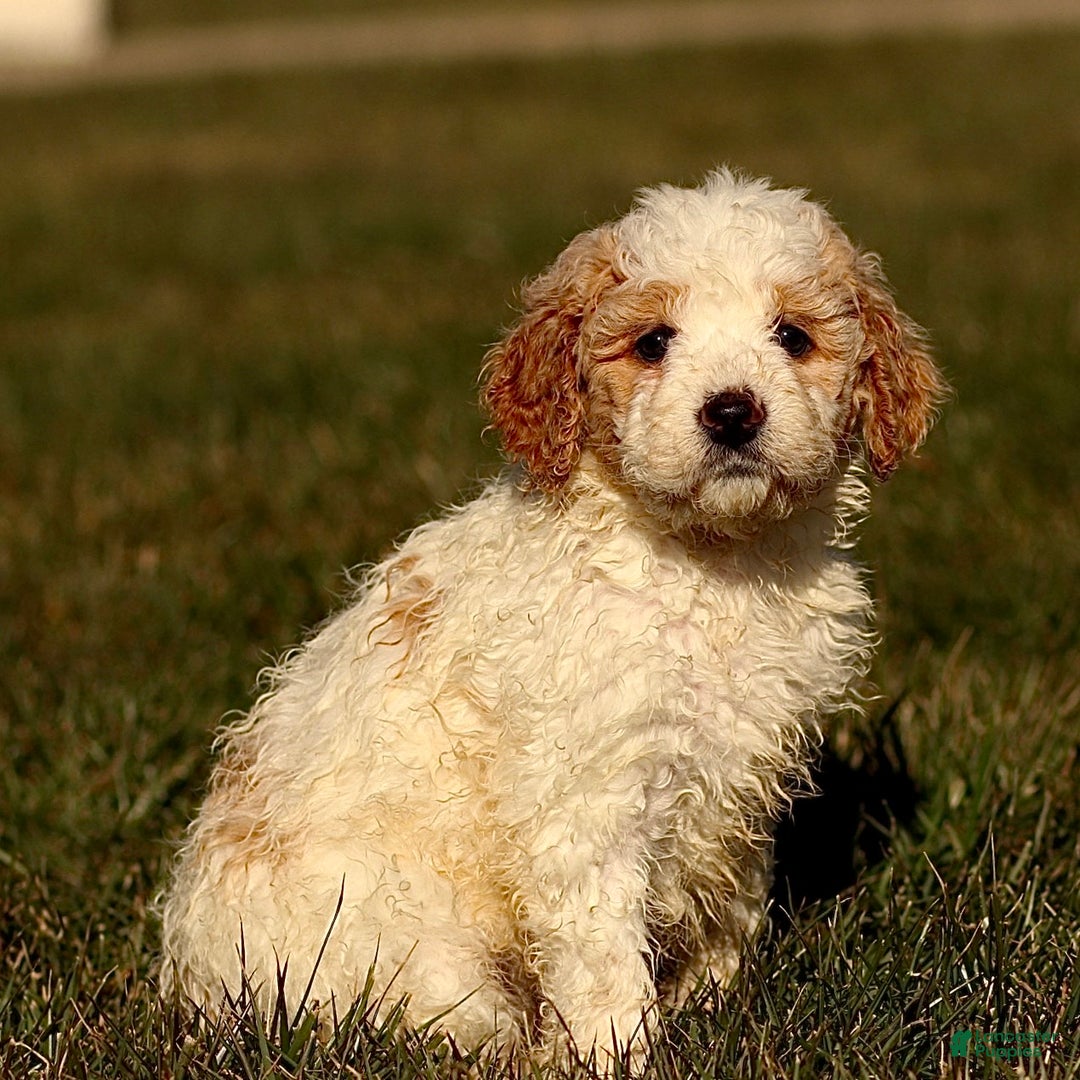 Mini Bernedoodle dogs for sale: Honey - Ad 2