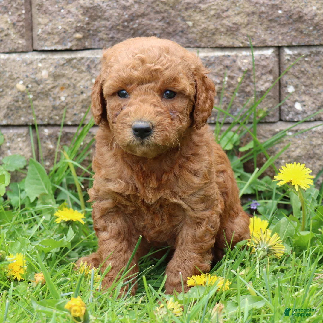 Mini Goldendoodle dogs for sale: Bonita - Ad 2