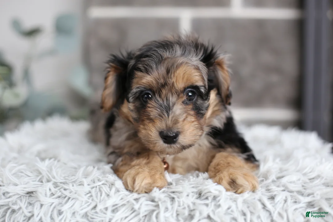 Maltipoo dogs for sale: Pebbles - Ad 12