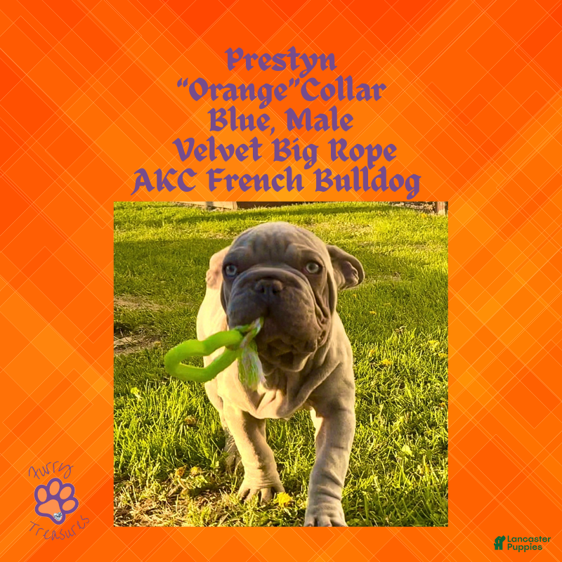 French Bulldog dogs for sale: Prestyn “ Orange” Collar, Male - Ad 5