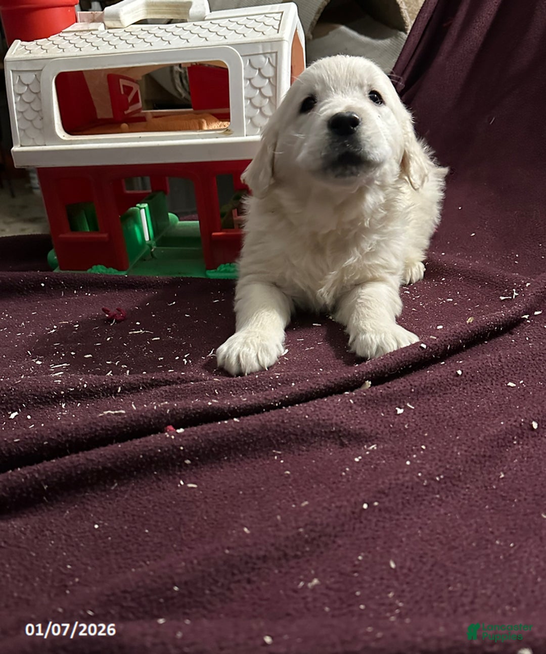 Golden Retriever dogs for sale: Mitchell - Ad 2